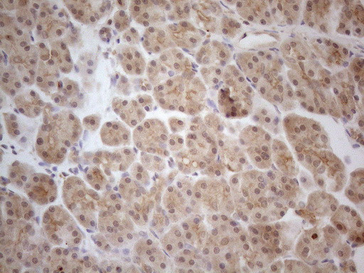 PPP1CA Antibody in Immunohistochemistry (Paraffin) (IHC (P))