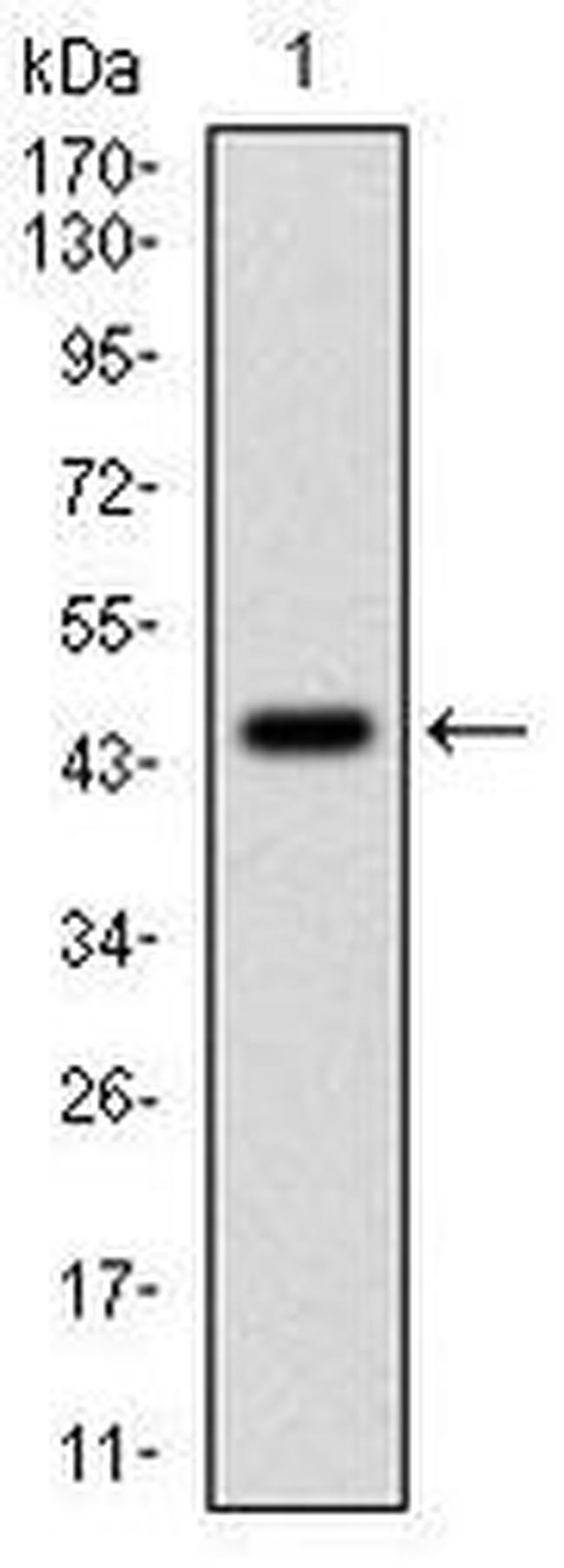 PP1 alpha Antibody in Western Blot (WB)