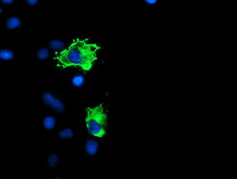 PPP1R15A Antibody in Immunocytochemistry (ICC/IF)