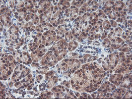 PPP1R15A Antibody in Immunohistochemistry (Paraffin) (IHC (P))