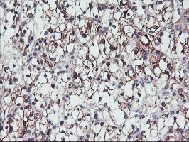 PPP1R15A Antibody in Immunohistochemistry (Paraffin) (IHC (P))