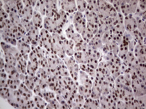 PPP1R8 Antibody in Immunohistochemistry (Paraffin) (IHC (P))