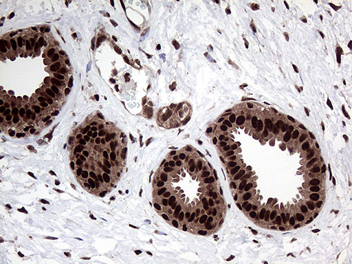 PPP4C Antibody in Immunohistochemistry (Paraffin) (IHC (P))