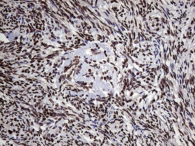 PPP4C Antibody in Immunohistochemistry (Paraffin) (IHC (P))