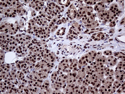 PPP4C Antibody in Immunohistochemistry (Paraffin) (IHC (P))