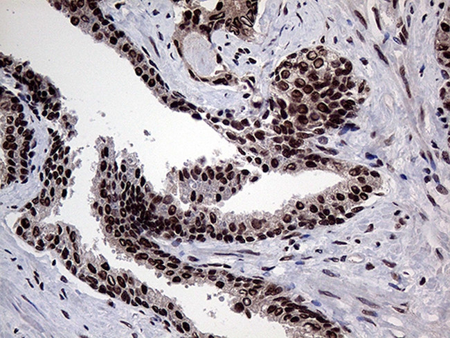 PPP4C Antibody in Immunohistochemistry (Paraffin) (IHC (P))