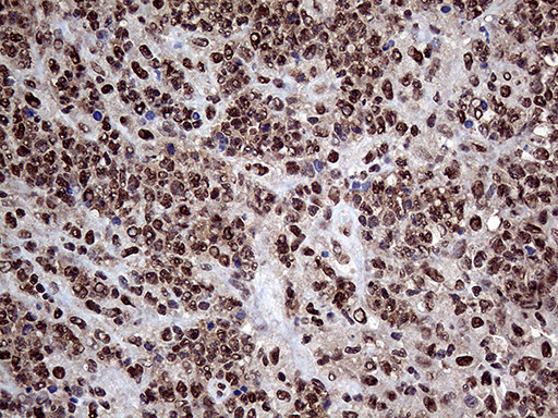 PPP4C Antibody in Immunohistochemistry (Paraffin) (IHC (P))