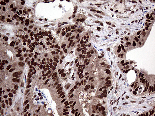 PPP4C Antibody in Immunohistochemistry (Paraffin) (IHC (P))