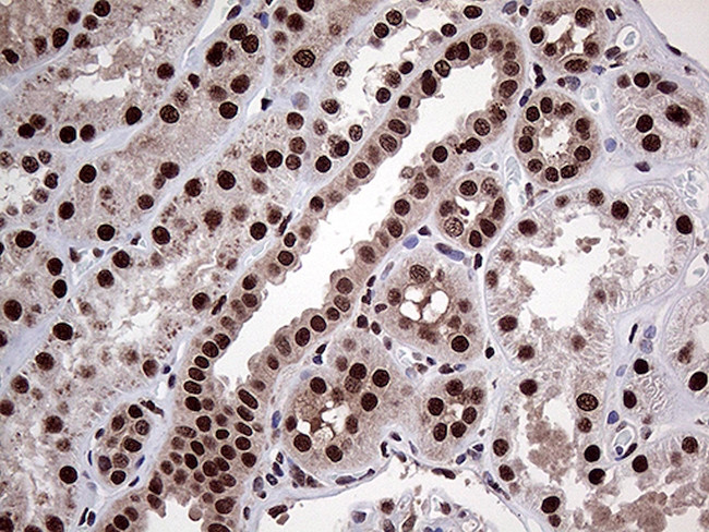 PPP4C Antibody in Immunohistochemistry (Paraffin) (IHC (P))