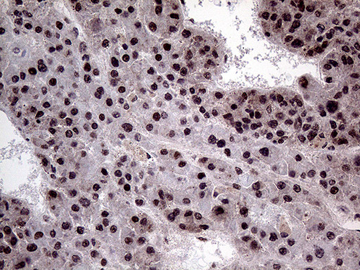 PPP4C Antibody in Immunohistochemistry (Paraffin) (IHC (P))