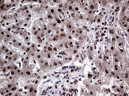 PPP4C Antibody in Immunohistochemistry (Paraffin) (IHC (P))