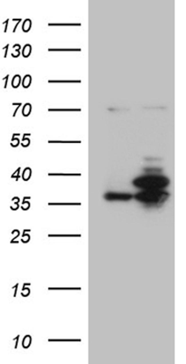 PPP4C Antibody in Western Blot (WB)