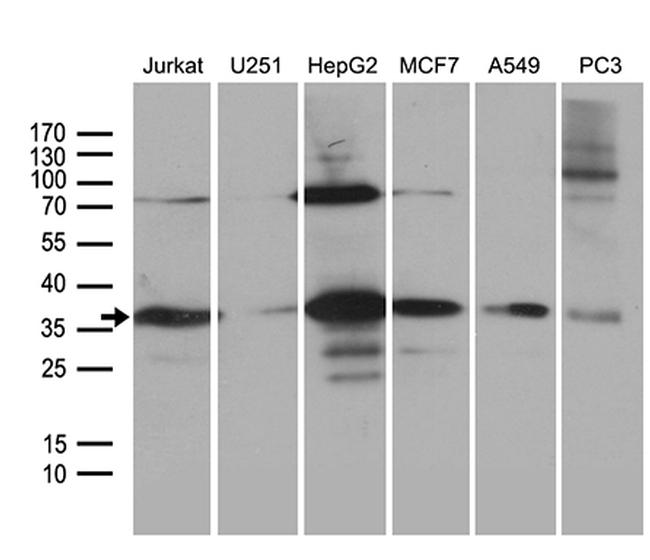 PPP4C Antibody in Western Blot (WB)