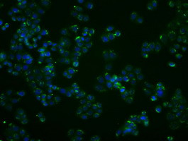 PPP5C Antibody in Immunocytochemistry (ICC/IF)