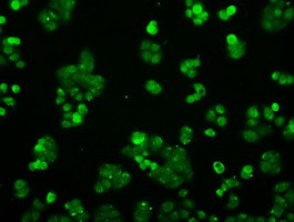 PPP5C Antibody in Immunocytochemistry (ICC/IF)