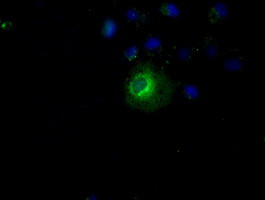 PPP5C Antibody in Immunocytochemistry (ICC/IF)