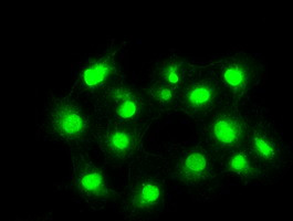 PPP5C Antibody in Immunocytochemistry (ICC/IF)