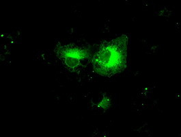 PPP5C Antibody in Immunocytochemistry (ICC/IF)