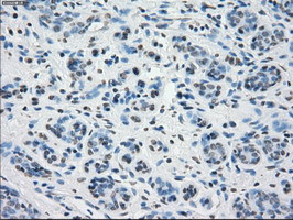 PPP5C Antibody in Immunohistochemistry (Paraffin) (IHC (P))