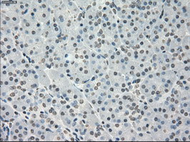 PPP5C Antibody in Immunohistochemistry (Paraffin) (IHC (P))