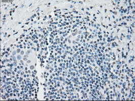 PPP5C Antibody in Immunohistochemistry (Paraffin) (IHC (P))