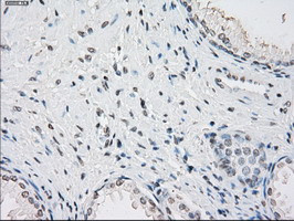 PPP5C Antibody in Immunohistochemistry (Paraffin) (IHC (P))