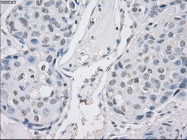 PPP5C Antibody in Immunohistochemistry (Paraffin) (IHC (P))