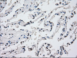 PPP5C Antibody in Immunohistochemistry (Paraffin) (IHC (P))