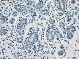 PPP5C Antibody in Immunohistochemistry (Paraffin) (IHC (P))