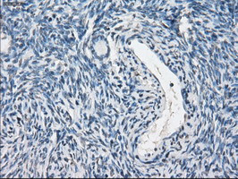 PPP5C Antibody in Immunohistochemistry (Paraffin) (IHC (P))