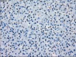 PPP5C Antibody in Immunohistochemistry (Paraffin) (IHC (P))