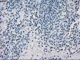 PPP5C Antibody in Immunohistochemistry (Paraffin) (IHC (P))