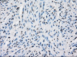 PPP5C Antibody in Immunohistochemistry (Paraffin) (IHC (P))