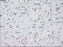 PPP5C Antibody in Immunohistochemistry (Paraffin) (IHC (P))