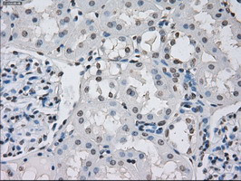 PPP5C Antibody in Immunohistochemistry (Paraffin) (IHC (P))