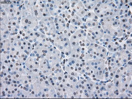 PPP5C Antibody in Immunohistochemistry (Paraffin) (IHC (P))