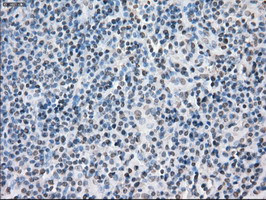 PPP5C Antibody in Immunohistochemistry (Paraffin) (IHC (P))