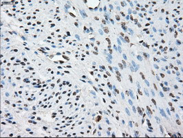 PPP5C Antibody in Immunohistochemistry (Paraffin) (IHC (P))