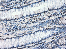 PPP5C Antibody in Immunohistochemistry (Paraffin) (IHC (P))