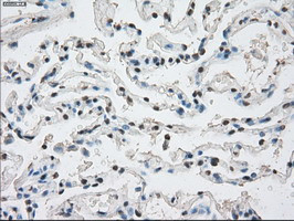 PPP5C Antibody in Immunohistochemistry (Paraffin) (IHC (P))