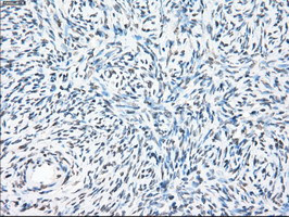 PPP5C Antibody in Immunohistochemistry (Paraffin) (IHC (P))