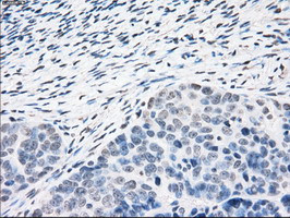 PPP5C Antibody in Immunohistochemistry (Paraffin) (IHC (P))