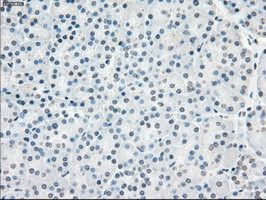 PPP5C Antibody in Immunohistochemistry (Paraffin) (IHC (P))