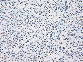 PPP5C Antibody in Immunohistochemistry (Paraffin) (IHC (P))