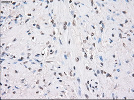 PPP5C Antibody in Immunohistochemistry (Paraffin) (IHC (P))