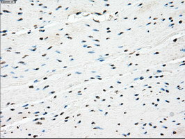 PPP5C Antibody in Immunohistochemistry (Paraffin) (IHC (P))