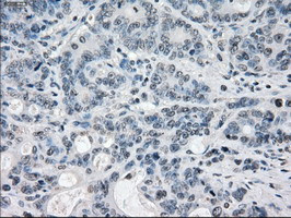 PPP5C Antibody in Immunohistochemistry (Paraffin) (IHC (P))