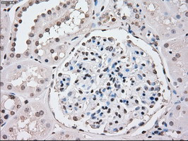 PPP5C Antibody in Immunohistochemistry (Paraffin) (IHC (P))