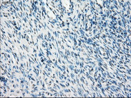 PPP5C Antibody in Immunohistochemistry (Paraffin) (IHC (P))