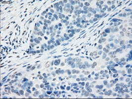 PPP5C Antibody in Immunohistochemistry (Paraffin) (IHC (P))